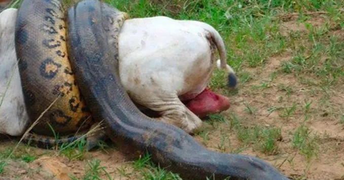 Estômago de píton não aguenta vaca inteira e rasga; veja vídeo