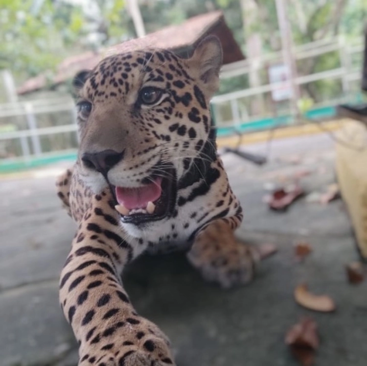 CIGS terá entrada gratuita em especial do Dia das Crianças; saiba os dias