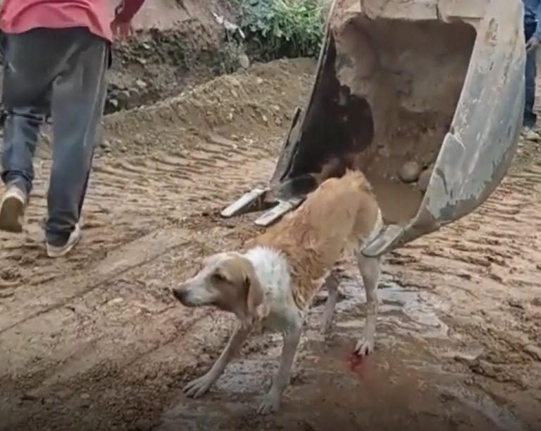 Vídeo: trabalhadores resgatam cachorrinha que se afogava em correnteza