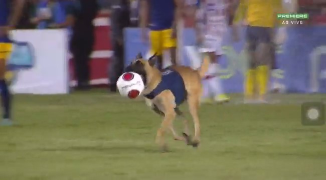 Vídeo: cachorro invade campo em Pernambuco e cena viraliza