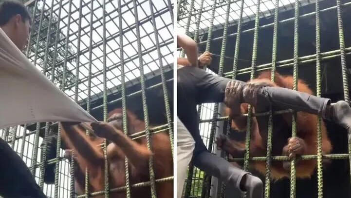 Vídeo: Homem é agarrado por orangotango em zoológico e fica desesperado