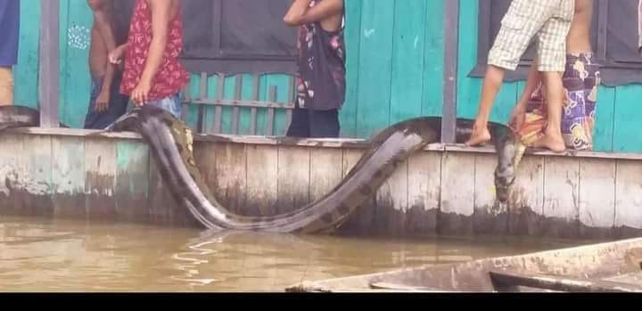 Sucuri gigante surge das águas em Anamã (AM); veja vídeo