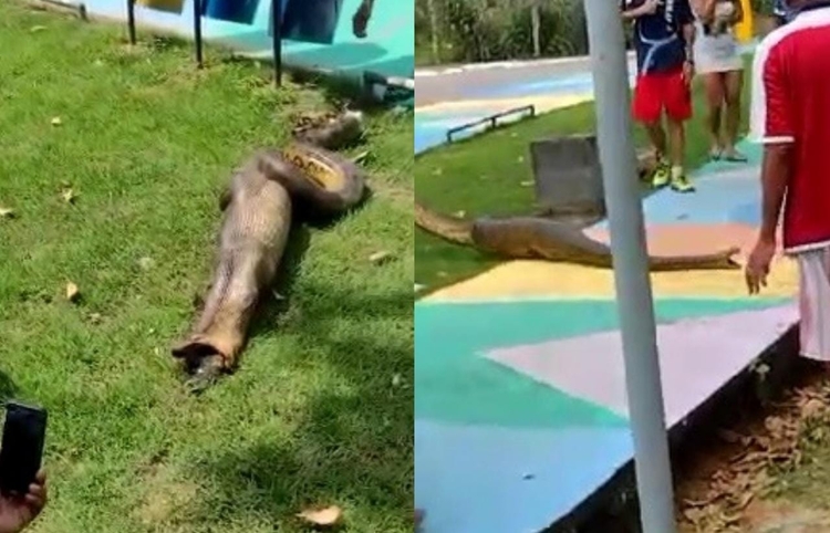 Sucuri “vomita” jacaré em praça pública de Manaus; veja vídeo