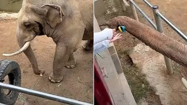 Elefante viraliza ao devolver sapato de menina que caiu em cercado no zoológico; vídeo