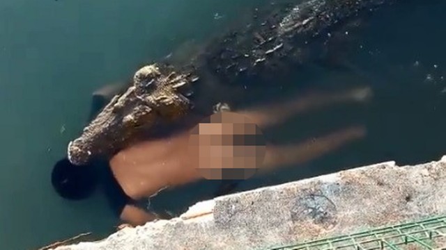 IMAGENS FORTES! Crocodilo de 3,5 metros mata homem que nadava em lago, no México; veja vídeo
