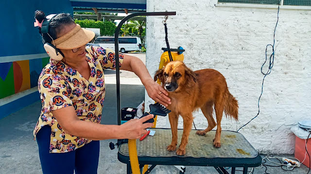 Prefeitura de Manaus realiza banho e tosa para os animais que moram na Semulsp