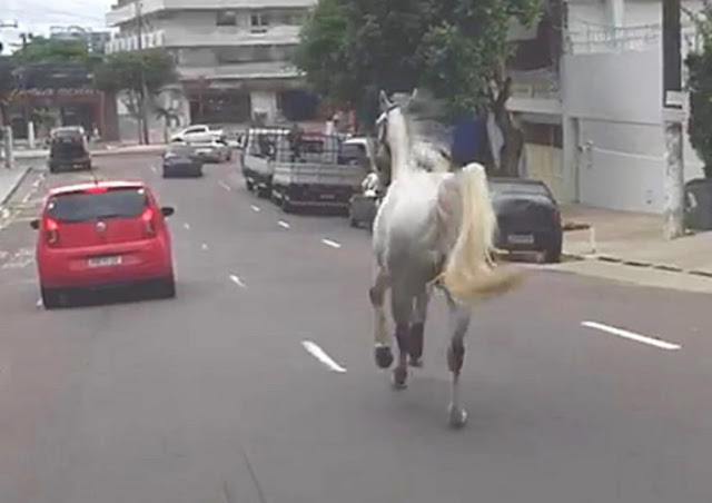 Cavalo é flagrado ‘passeando’ nas ruas de Manaus e assusta motoristas; veja vídeo