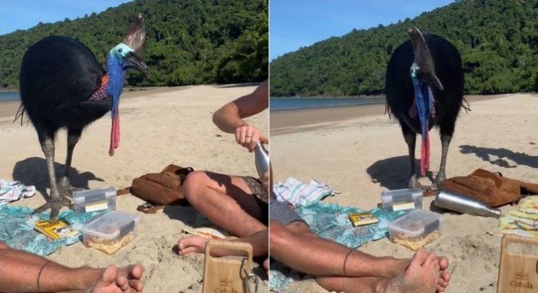 Grupo de amigos interage com ave exótica e faz descoberta perigosa