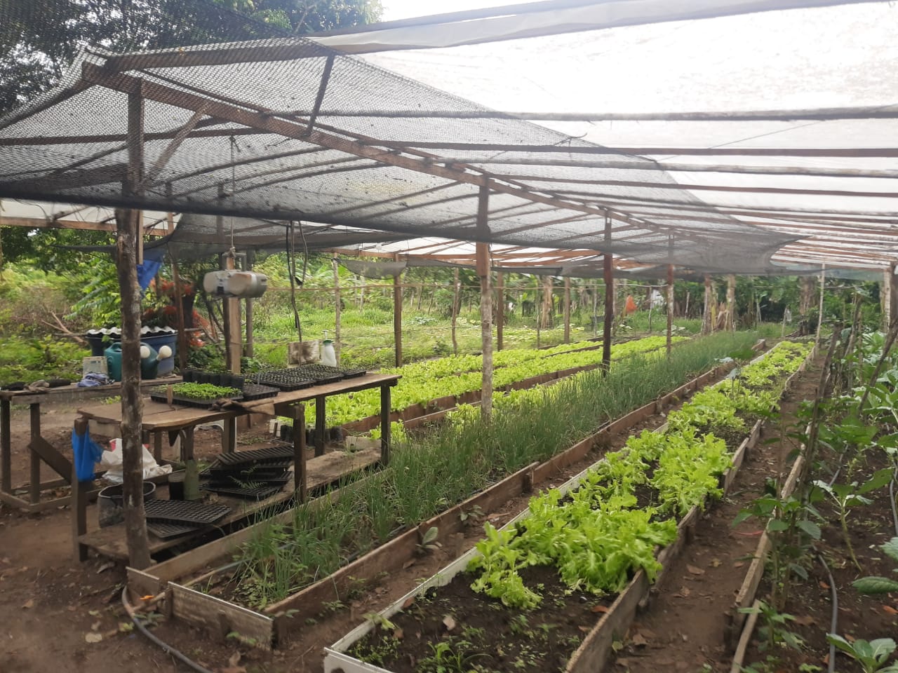 Em Borba, Idam realiza ação em Unidade demonstrativa de avicultura e visita de Assistência Técnica e Extensão Rural