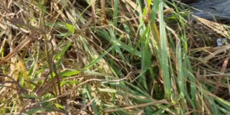 Corpo é encontrado ‘enrolado’ em rede na zona Leste de Manaus