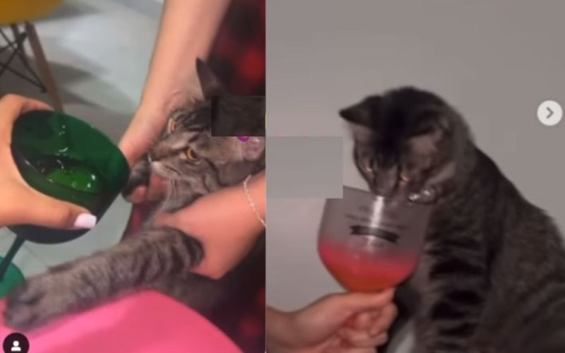 Advogada dá bebida alcoólica para gato e é exonerada da Seap