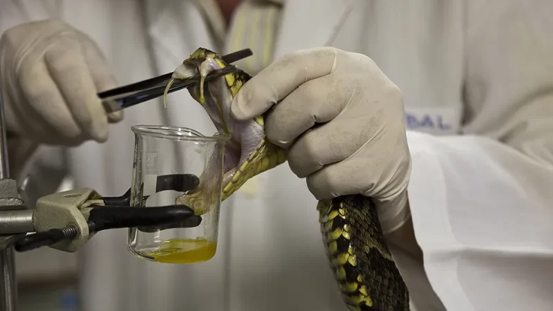 Ministério da Saúde altera distribuição de soro antiofídico para indígenas no Amazonas