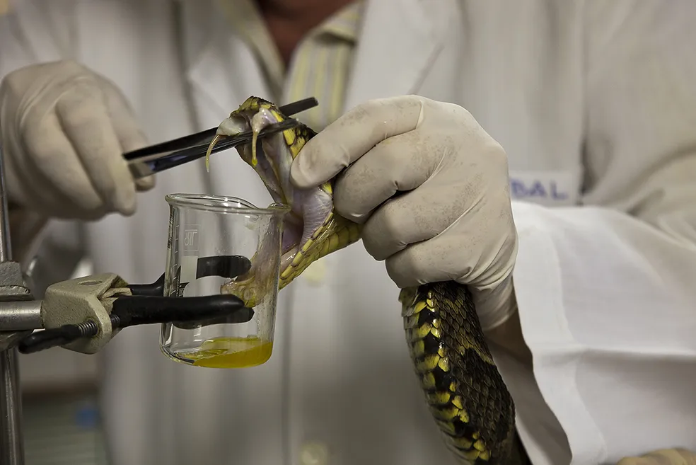 Ministério da Saúde altera distribuição de soro antiofídico para indígenas no Amazonas