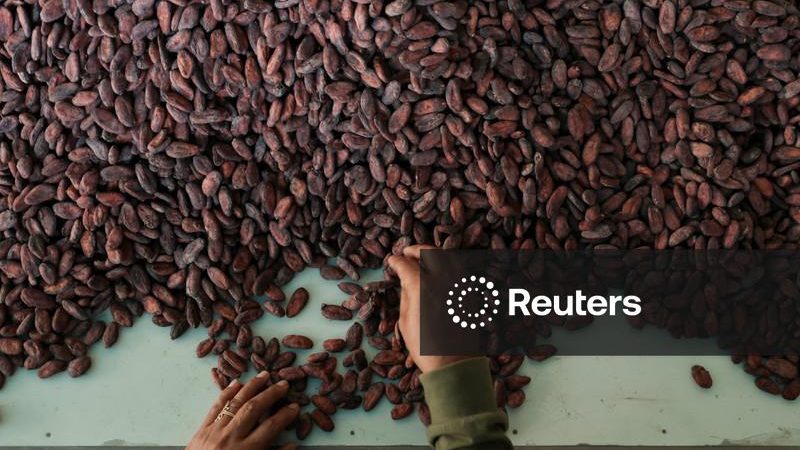 Cacau avança na bolsa ICE com previsão de queda na produção