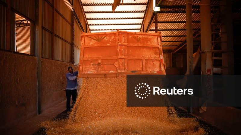 Colheita de milho de Mato Grosso está perto do fim, aponta Imea