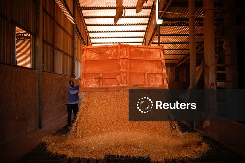 Colheita de milho de Mato Grosso está perto do fim, aponta Imea