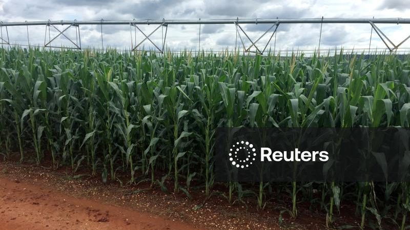 AgRural estima segunda safra de milho em 110,5 mi t em 2026