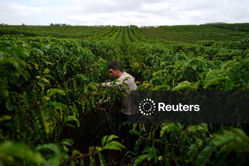 Resiliência climática do café robusta é um “mito da internet”, diz pesquisador