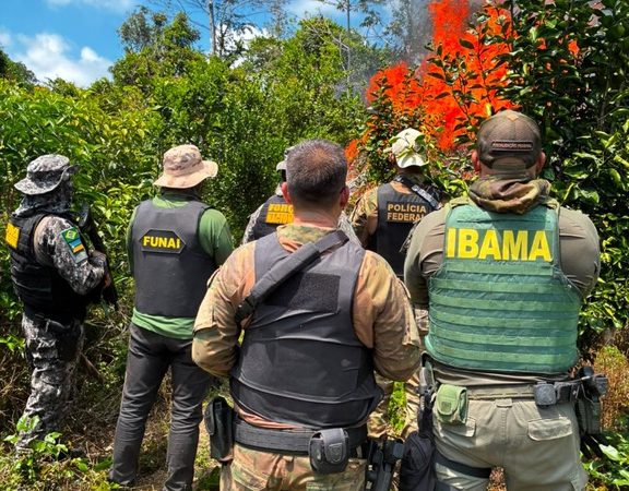 PF erradica 6 mil pés de cannabis em terra indígena no PA