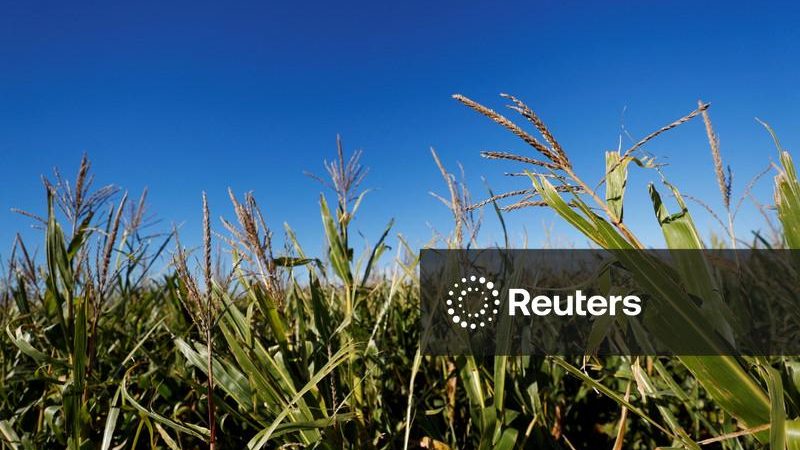 Exportações de milho da Argentina batem recorde em julho, diz bolsa