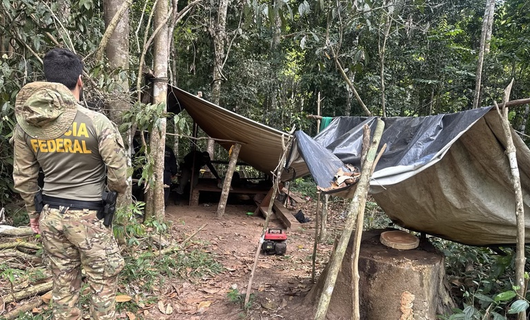 PF realiza ação de combate à extração ilegal de madeira em terra indígena