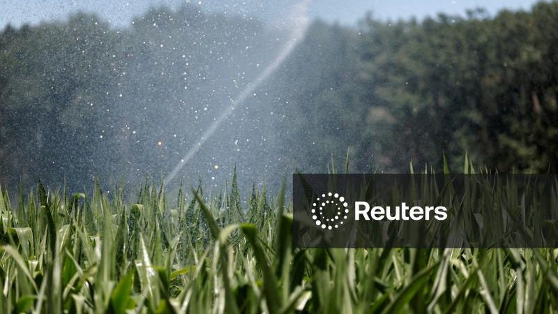 França prevê queda de 35% na safra de milho devido a intempéries