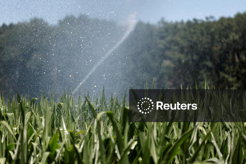 França prevê queda de 35% na safra de milho devido a intempéries