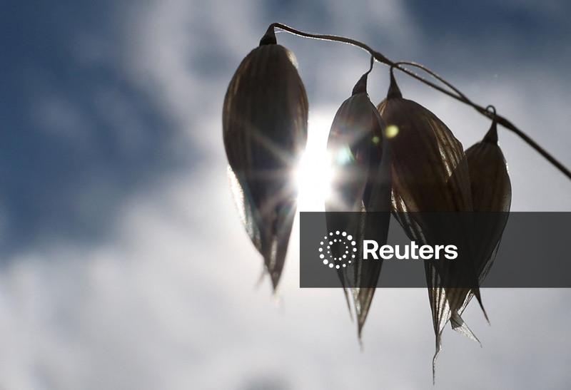 Albânia combate incêndios e Hungria corta consumo de energia em meio a onda de calor na Europa