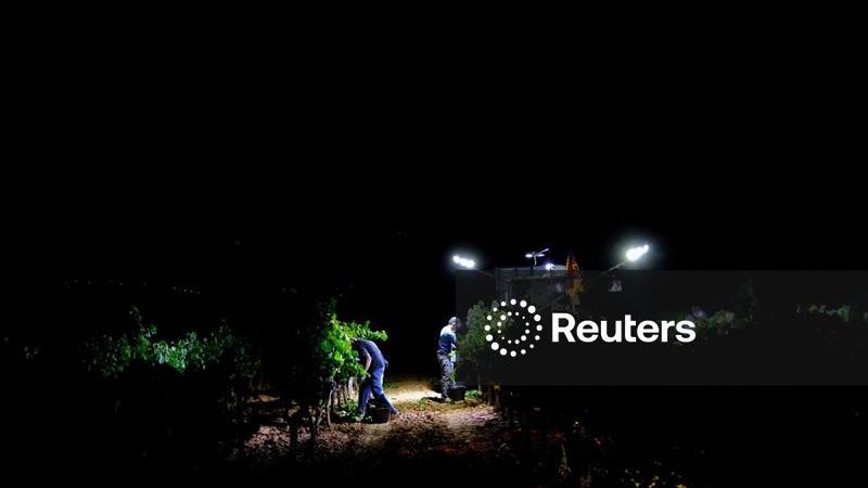 Calor antecipa colheita noturna em vinícola na Espanha