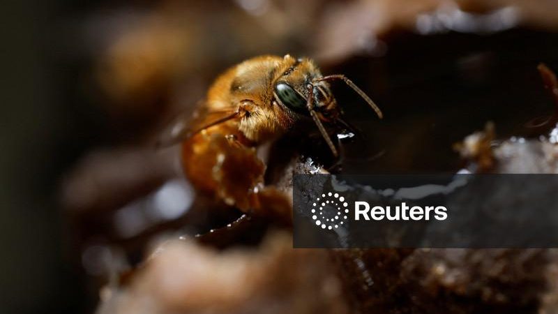 Especialistas indígenas preservam abelhas nativas sem ferrão em SP e fazem alerta