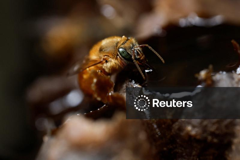 Especialistas indígenas preservam abelhas nativas sem ferrão em SP e fazem alerta