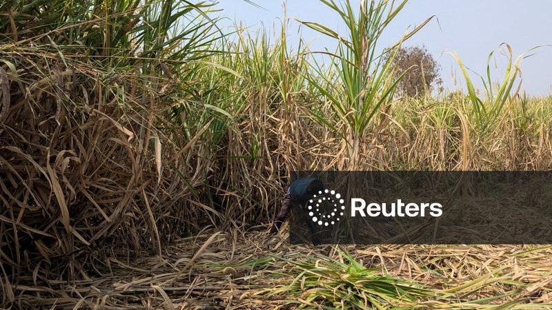 Preço do açúcar na Índia atinge nível recorde por escassez e demanda de festivais