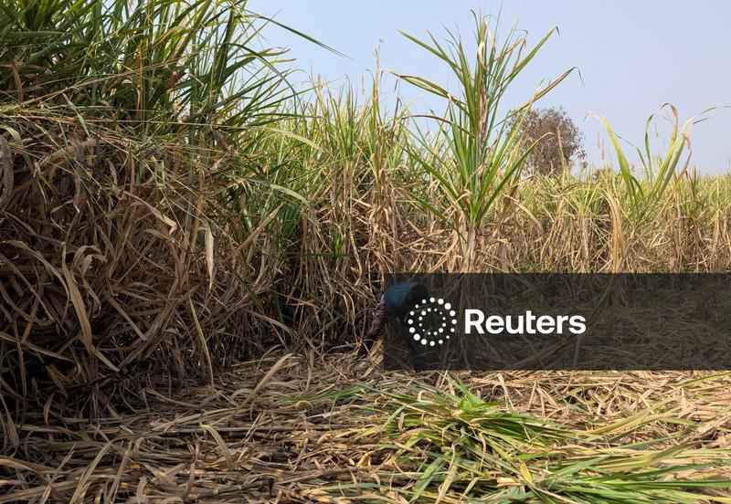 Preço do açúcar na Índia atinge nível recorde por escassez e demanda de festivais