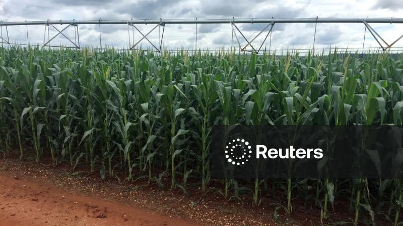 Produção de açúcar cai 12,4% na safra 26/27 até o final de junho; fabricação de etanol salta