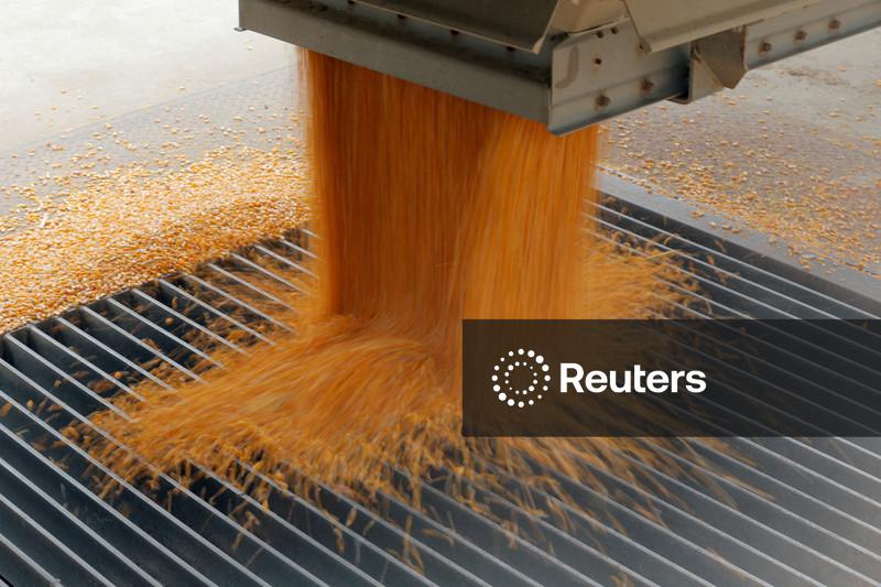 Colheita de milho do Brasil avança para 88,4% da área total, diz Pátria AgroNegócios