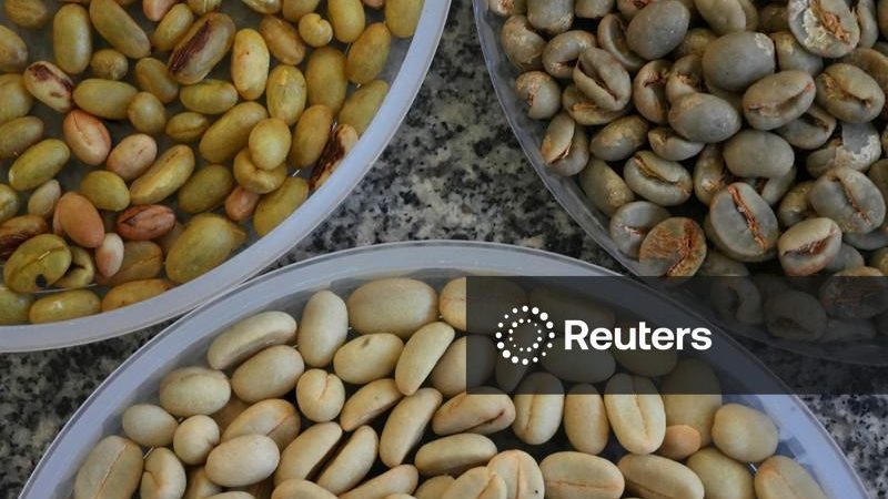 Colheita de café de cooperados da Cooxupé atinge 67,3%