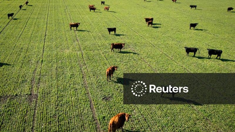 Abate de bovinos no Brasil em 2026 deverá somar cerca de 40 mi cabeças, prevê Abiec