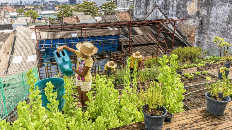 Curso gratuito da Embrapa ensina o passo-a-passo para fazer uma horta comunitária