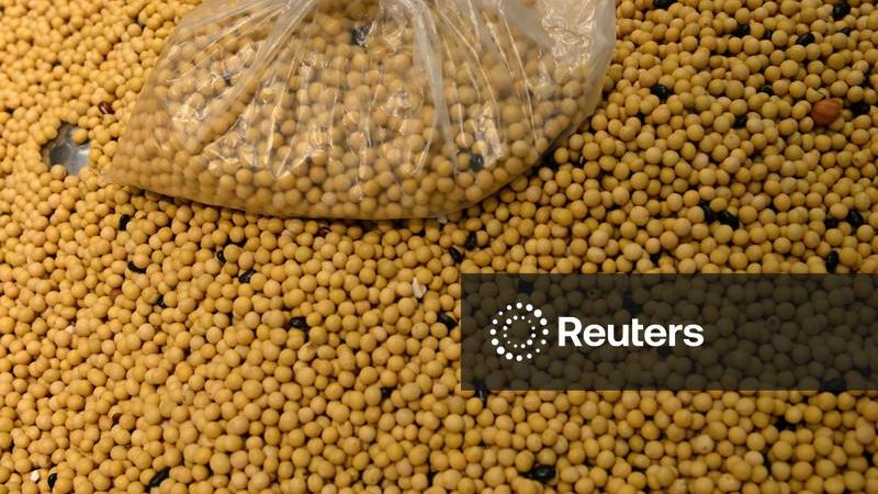 Sinograin vai leiloar mais meio milhão de toneladas de soja