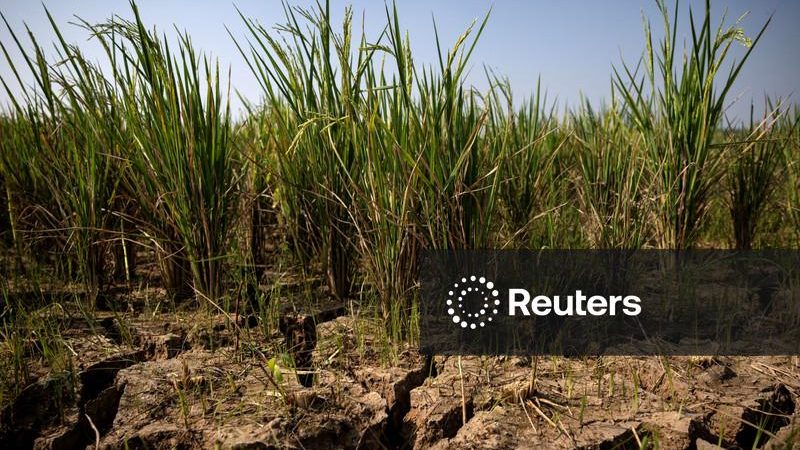 El Niño forte pode levar mais 49 milhões de pessoas à fome aguda, diz agência da ONU