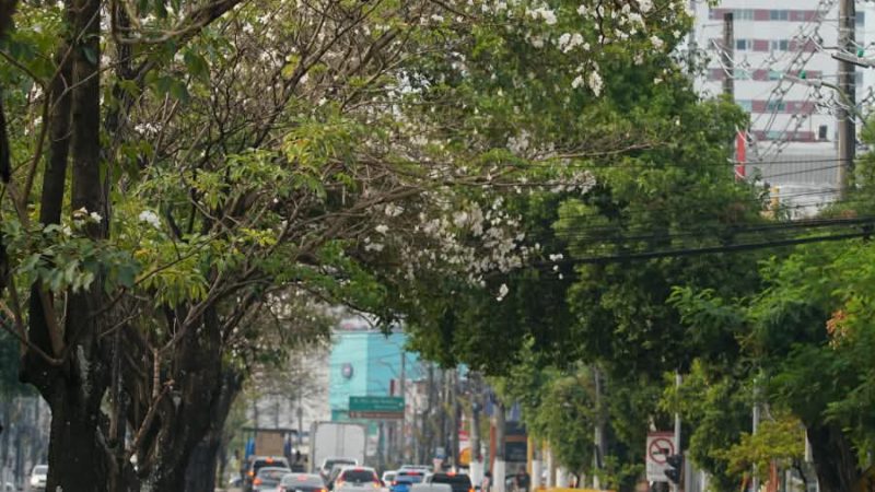 Ipês da Djalma Batista: iniciativa de Arthur Virgílio Neto virou símbolo de arborização de Manaus