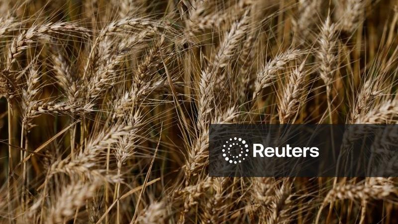 Geadas podem ter causado danos pontuais a lavouras de trigo do RS, diz Emater