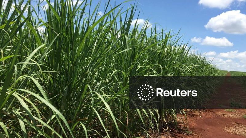 Produção de açúcar do centro-sul cai quase 5% na 2ª quinzena de agosto, indica governo