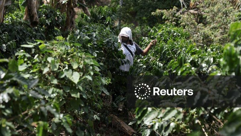 Colheita da safra principal de café da Colômbia está prestes a começar, com expectativas mais modestas