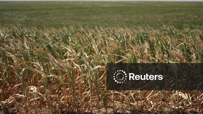 UE reduz previsão da safra de milho para o nível mais baixo deste século