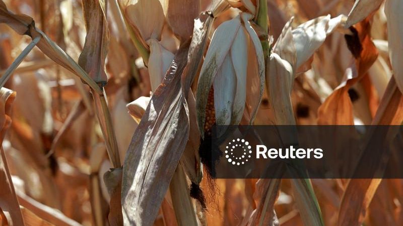 Safras francesas de milho e beterraba devem ser as menores desde a década de 1970