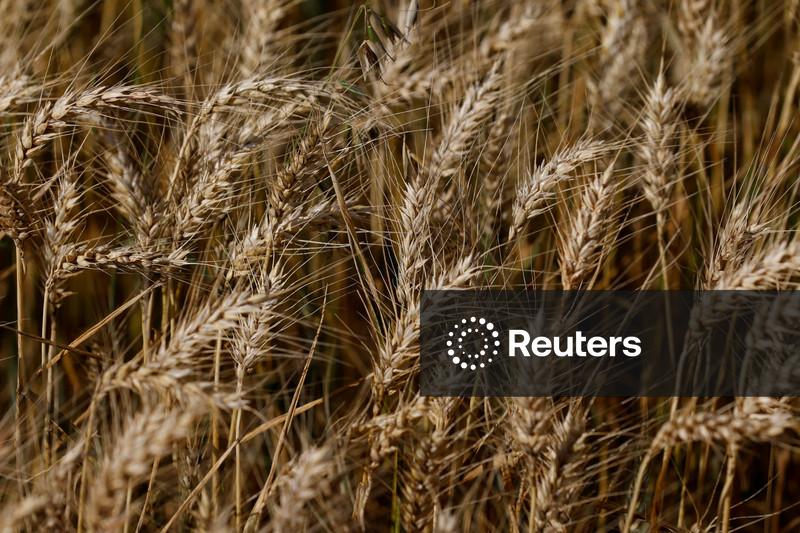 Deral reduz em 10% previsão de safra de trigo do Paraná