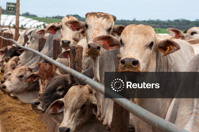 Produção de carne bovina do Brasil deve cair 3,6% em 2027, prevê Conab