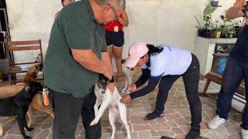 Vacinadores da Prefeitura de Manaus seguem com imunização de cães e gatos contra raiva nos bairros