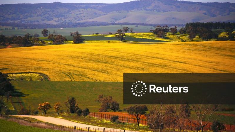 Processadoras da China compram canola australiana, nos primeiros negócios desde 2020